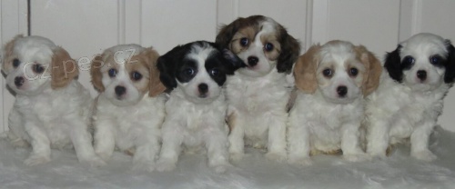 Zdrav� �t��ata Cavachon k adopci zdarma.