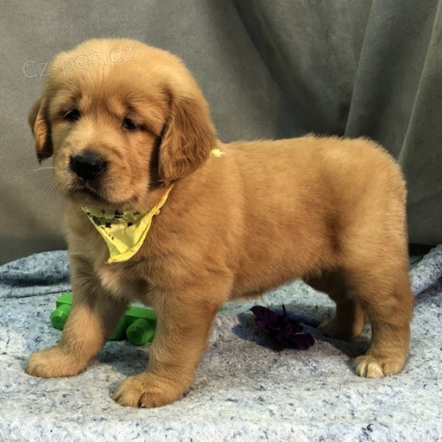 mini �t��ata zlat�ho retr�vra jako d�rek zdarma