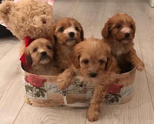 CAVAPOO �t��ata jako d�rek zdarma.