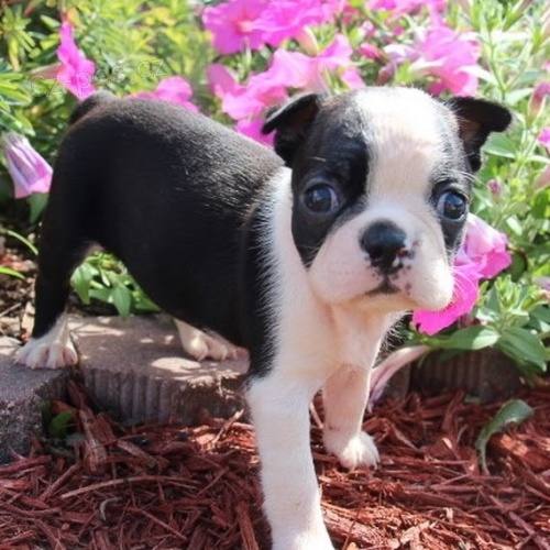 �t��ata bostonsk�ho teri�ra k adopci.