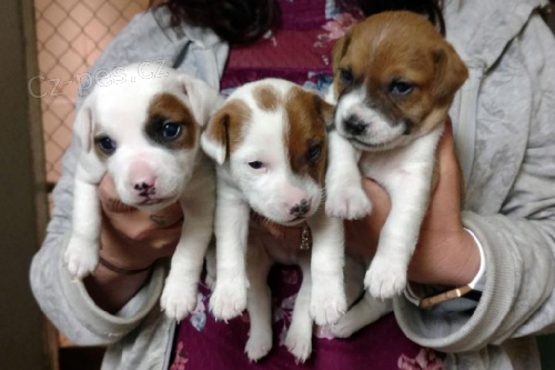 Mini �t��ata jack russell teri�ra jako d�rek zdarma