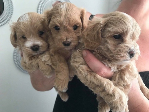 Prod�m zdrav� �t��ata Maltipoo.