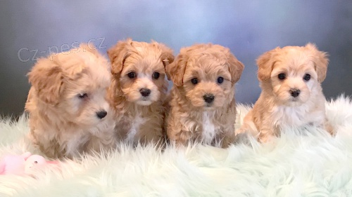 mini �t��ata Maltipoo jako d�rek.