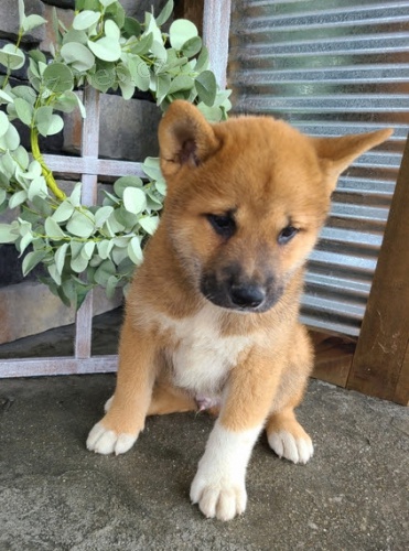 �t��ata shiba inu jako d�rek.