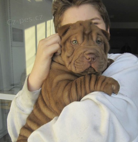 Prod�m zdrav� o�kovan� �t��ata Shar-pei.