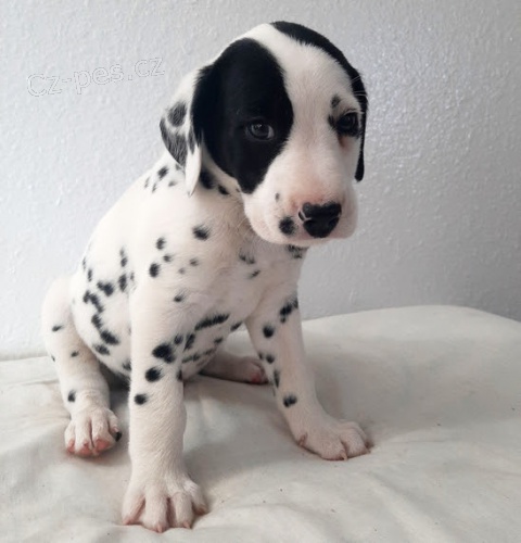 dalmatsk� �t��ata na prodej