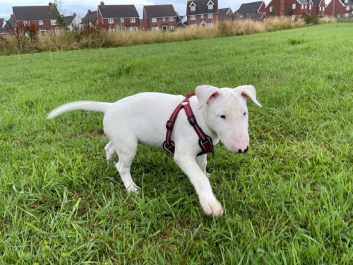 Angli�tina bulteri�r �t��ata k adopci.