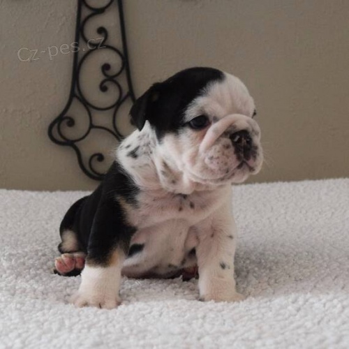 Kr�sn� �t��ata anglick�ho buldoka na prodej se zatlumen�mi �elistmi.