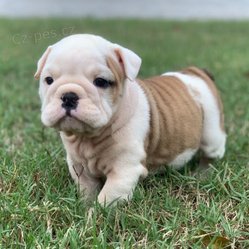 Kr�sn� �t��ata anglick�ho buldo�ka k adopci