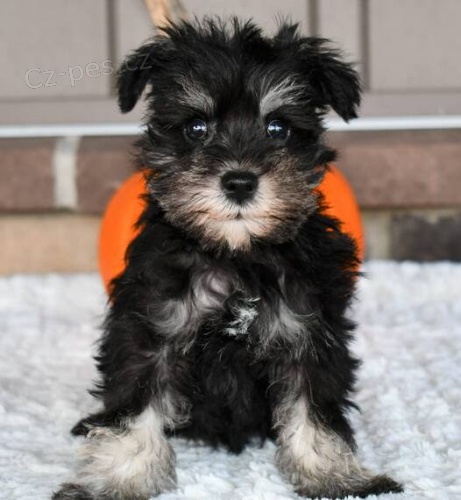 Prod�m �t��ata �ern�ho miniaturn�ho kn�ra�e