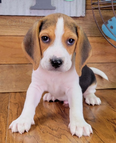 miniaturn� �t��ata b�gla jako d�rek