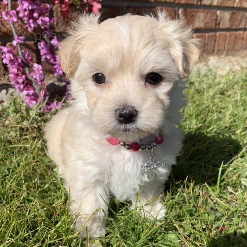 Prod�m �t���tka adoramle pejska a fenky malt�z�ka.