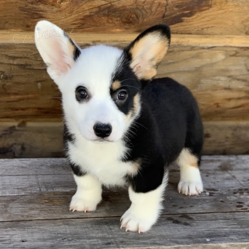 V�noce a nov� rok Pembroke Welsh Corgi �t��ata na prodej.