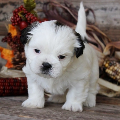 hygienicky a soci�ln� vy�koleni SHIH TZU �t��ata na prodej