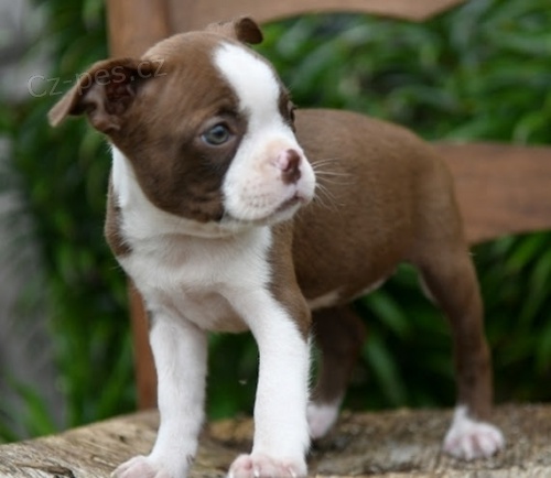 Bostonsk� teri�r �t��ata na prodej