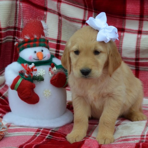 ZDRAV� a O�kov�n Zlat� retriever �t��ata na prodej.