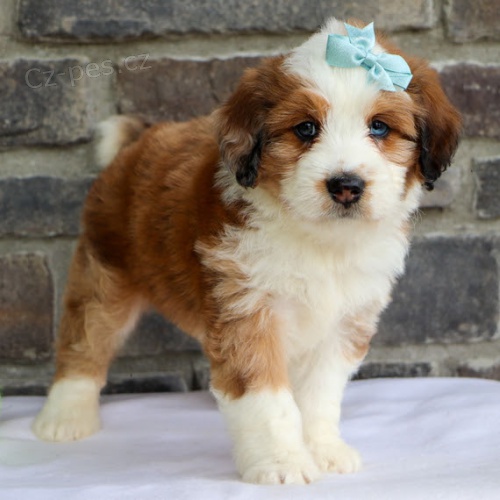 Prod�m �t��ata Bernedoodle.