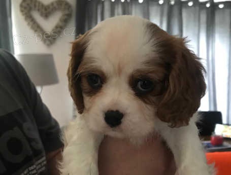 Kr�sn� �t���tka p�ipraven� do nov�ch domov�!