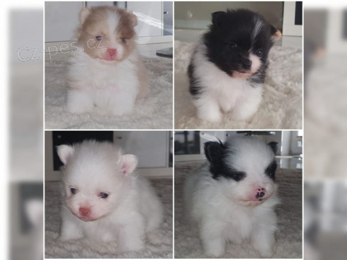 Ply�ov� �pic / POMERANIAN �T��ATA 3500 K� 