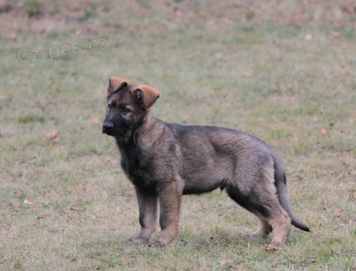 N�meck� ov��k �t��ata s PP