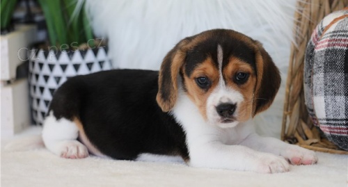 Fantastick� �t��ata b�gla