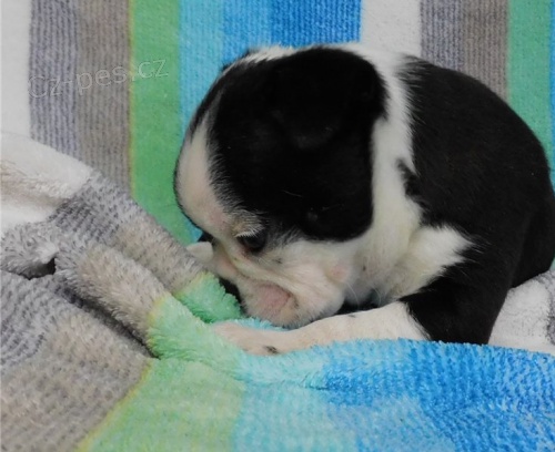 �t��ata bostonsk�ho teri�ra