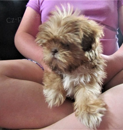Kr�sn� �t���tka shih tzu
