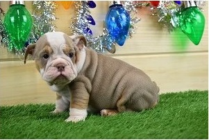 Kr�sn� �t�n� anglick�ho buldoka hled� sv�j v��n� domov.