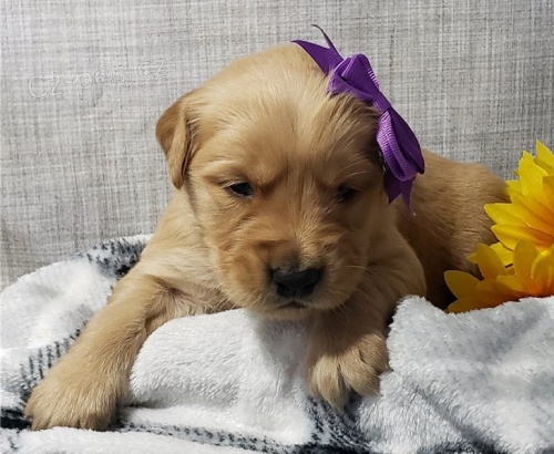 K DISPOZICI KR�SN� �T���TKO ZLAT�HO RETRIVERA