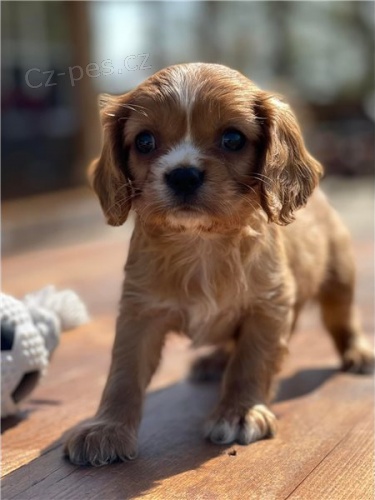 �t��ata kaval�r King Charles �pan�l