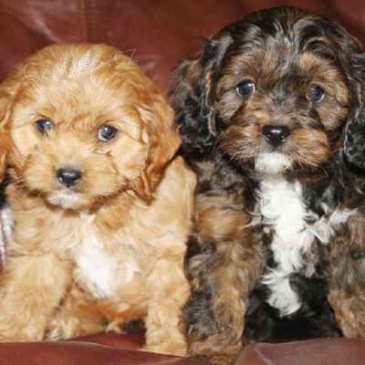 CAVAPOO �T��ATA k adopci.