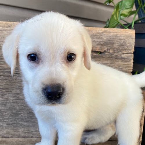 Prod�m zdrav� �t��ata labradorsk�ho retr�vra.