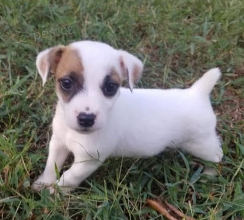 Prod�m kr�sn� a rozko�n� �t���tka jack russell teri�ra.