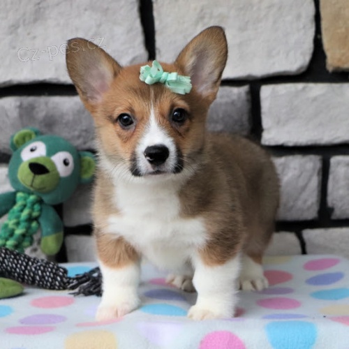 Prod�m �t��ata Pembroke Welsh Corgi.