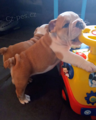 �t��ata anglick�ho buldoka na prodej M�me