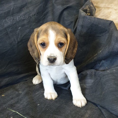 kr�sn� �t��ata b�gla