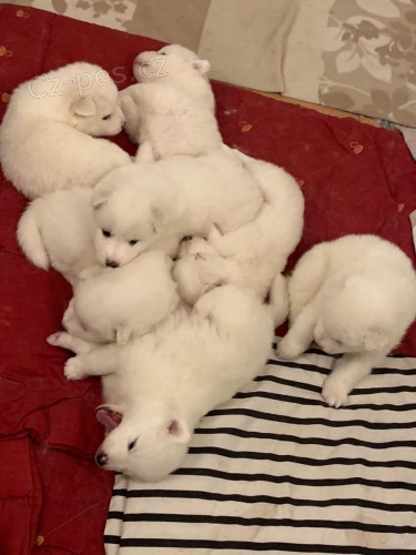 �t��ata samojeda pro v� domov