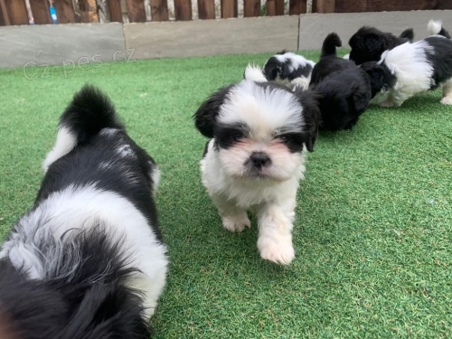 Velmi hrav� �t��ata Shih Tzu