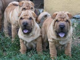 Mal� ��nsk� �t��ata Shar-Pei