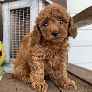 Kr�sn� Prod�m �t��ata toy pudla