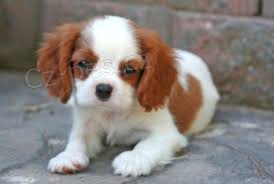 �t��ata Calvalier King Charles