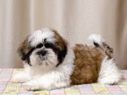 Dob�e vycvi�en� a kr�sn� �t���tka shih tzu k adopci