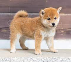 Prod�m �t��ata Shiba Inu