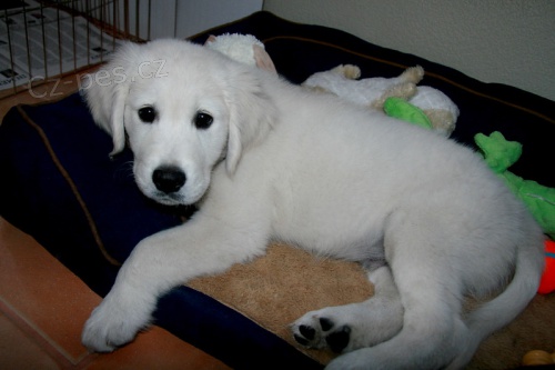 �t��ata labradora na prodej