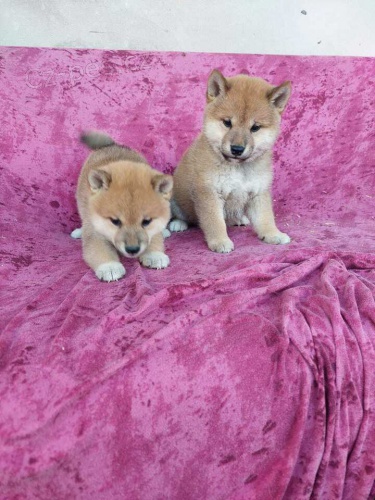 �istokrevn� �t��ata shiba inu