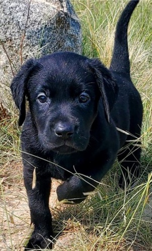 Kr�sn� �t��ata labradora