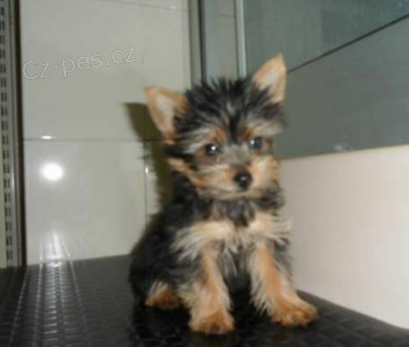 Kr�sn� �t��ata jork��rsk�ho teri�ra