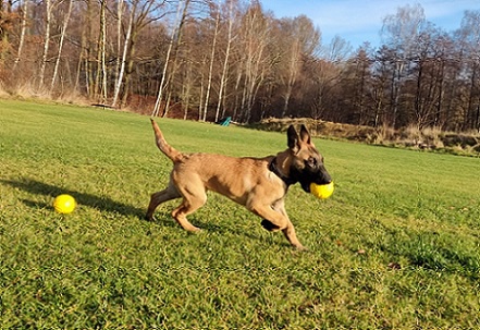 �t�n� belgick�ho ov��ka s PP fenka - nab�z�m