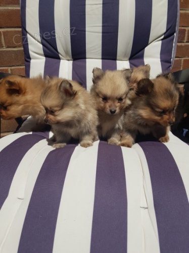 mini v�no�n� �t��ata pomeranian na prodej.