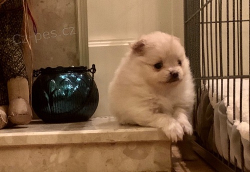 Prod�m �t��ata pomeraniana.